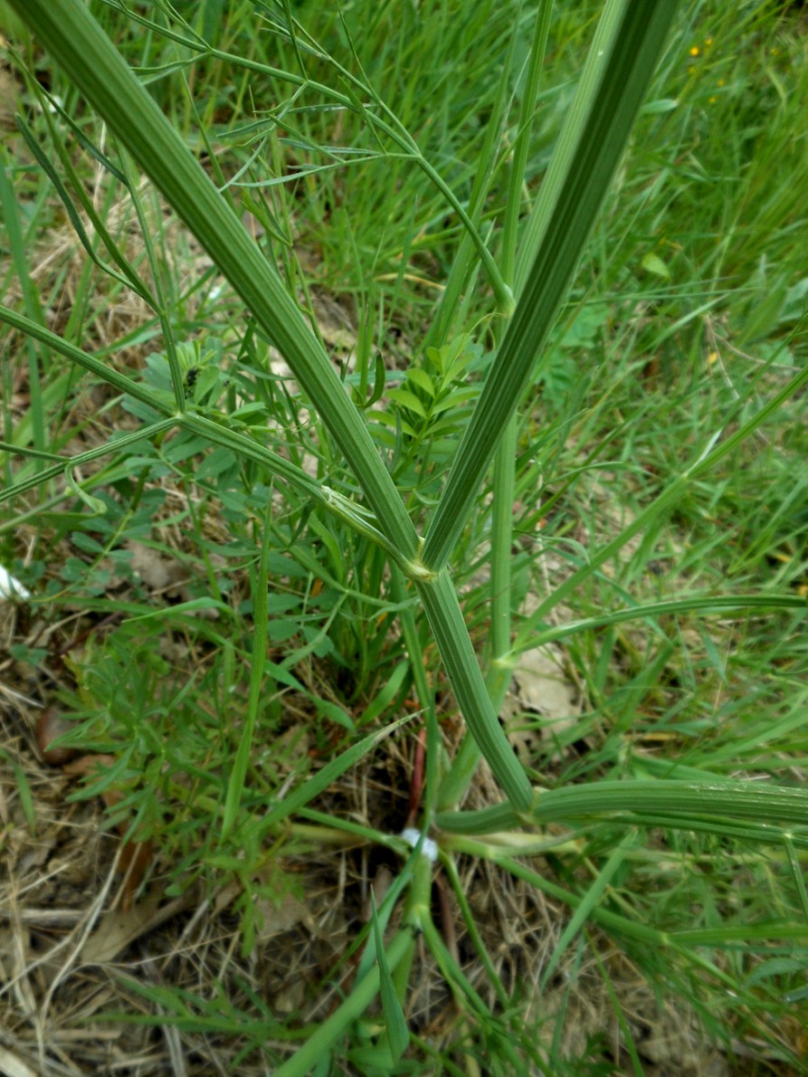 Oenanthe silaifolia M.Bieb./Finocchio acquatico silaifoglio